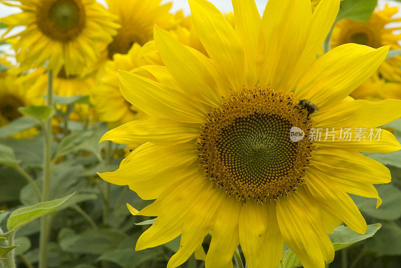 向日葵田(Helianthus annuus)